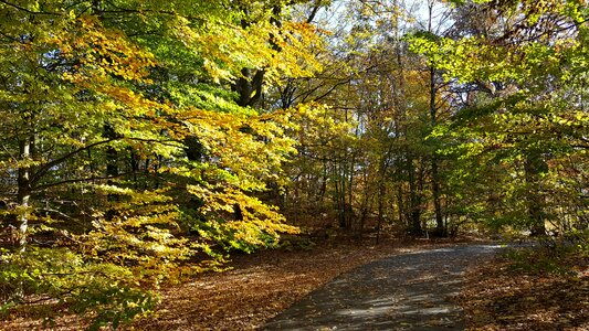 Autumn Season countryside forest road photo
