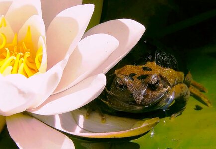Amphibian animal aquatic