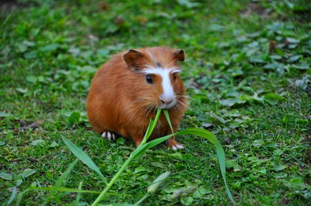 Guinea pig pet nager