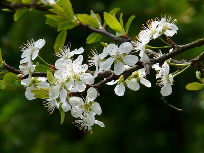 Bloom tree spring photo