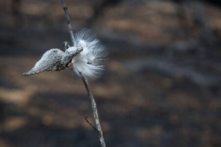 Prescribed burn at NCTC-1