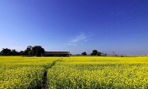 Yellow blue landscape photo