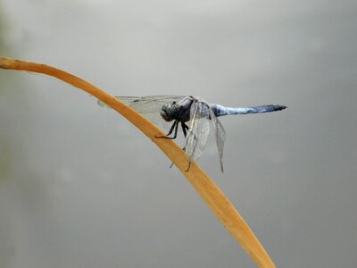 Animal arthropod beautiful image