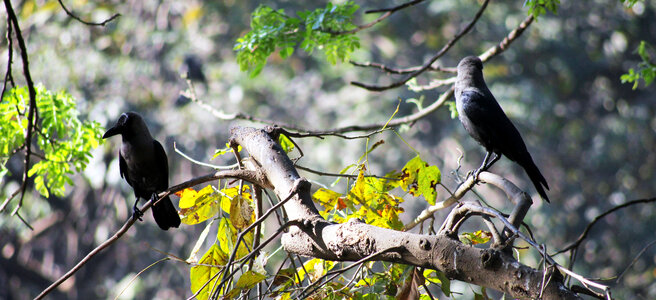 Crows On Branches photo