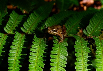 Amphibian animal arthropod photo