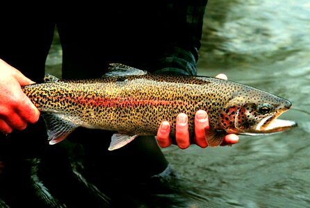 Detailed fish Oncorhynchus mykiss photo