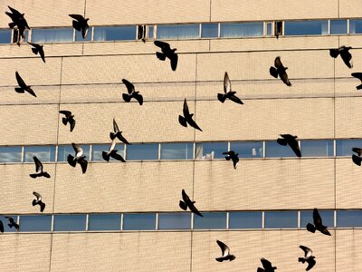 Flock flying flight photo