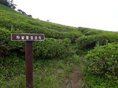 Boseong Green Tea Fields - Daehan Dawon Tea Plantation photo