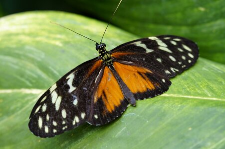 Exotic exot passionsblume butterfly photo