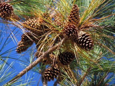 Cone pine green photo