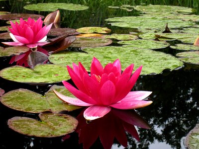 Water summer garden