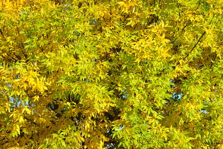 Colors yellow nature