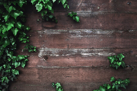 Ivy Green Leaf Frame on Plank Wood Wall photo