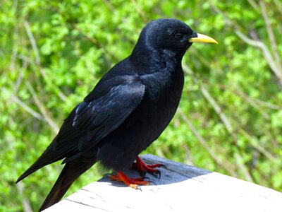 Bird black crow