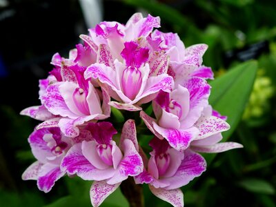 Bloom branch closeup