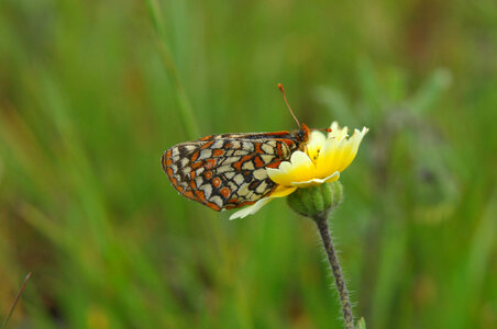 Bay Checkerspot butterfly-1 photo