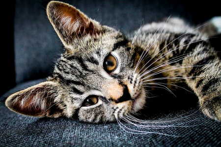 Cat with Whiskers lying down