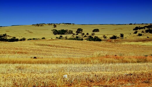 Wheat field hill