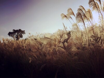 reed stalks in the swamp against sunlight photo