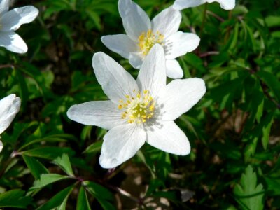 Anemone Anemone nemorosa blossom