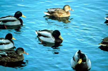 Bird flock mallard