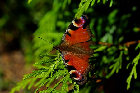 Animal biology Buddleja buddlejeae