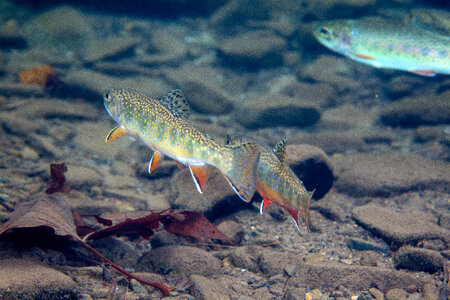 Brook trout-1