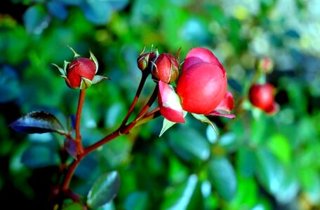 Beautiful Flowers beautiful photo blooming