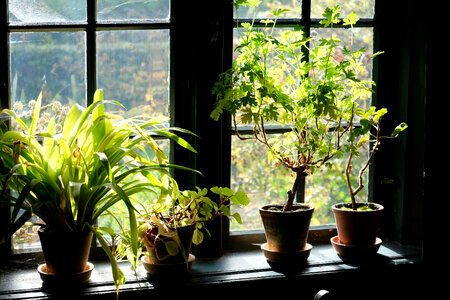Indoor Plants Display photo