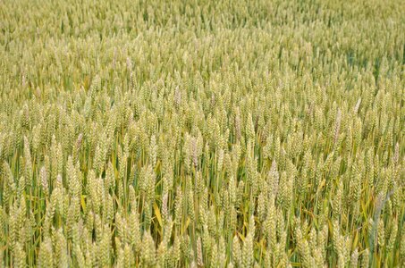 Field nature harvest
