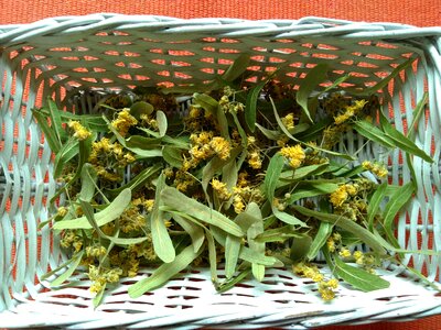 Basket flora flower
