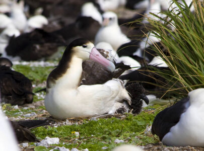 Female Short-tailed Albatross on Chick photo