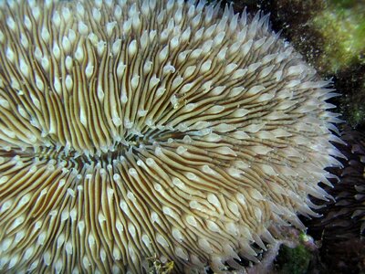 Ocean water underwater