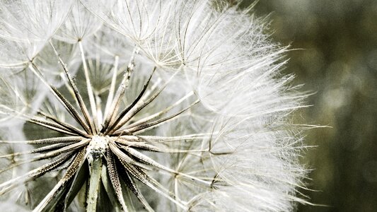 White natural wind