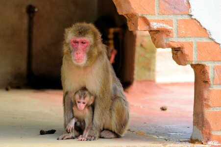 Macaque primate animal photo