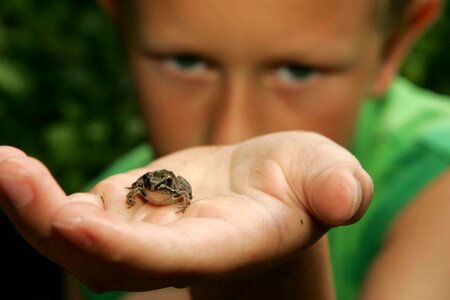 Boy frog 