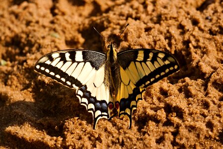 Butterfly sand insect photo