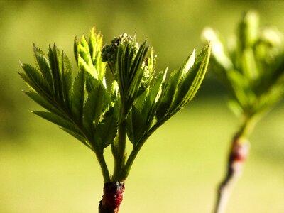 Close-up branch nature photo