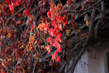 Red leaves of boston ivy photo