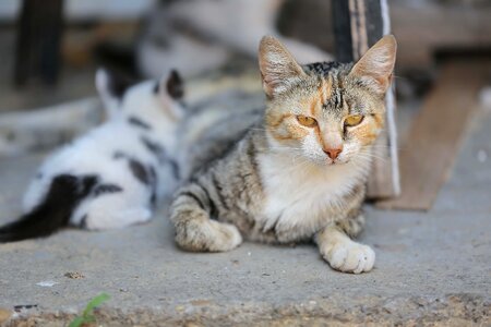 Kitten mother domestic cat