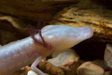 Texas Blind Salamander-3