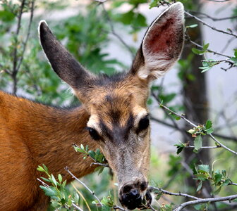 Animal deer grass female mammal photo