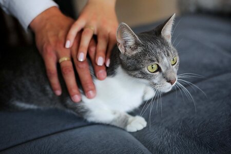 Domestic Cat sofa side view photo