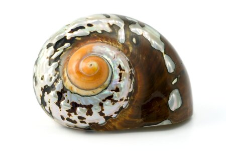 Shell house isolated