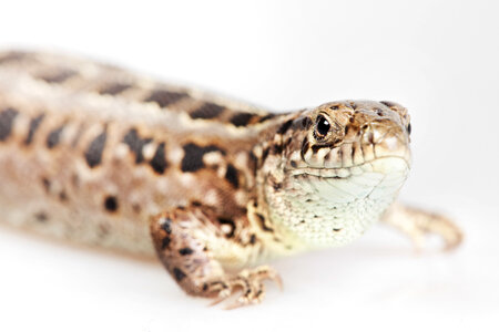 Lizard - Close up photo