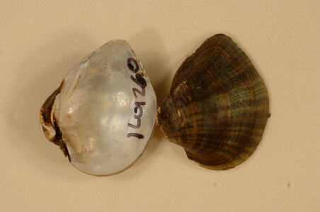 Truncilla truncata-1