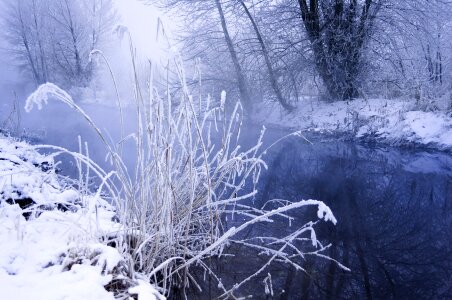 Branches grass fog