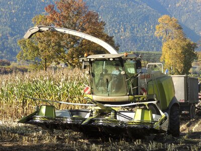 Agriculture corn food