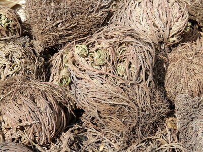 Pallenis hierochuntica false rose of jericho poikilohydren selaginoides