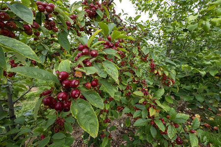 Crabapple trees amongst the Honey Crisp trees